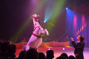 Zirkuspalast 2014