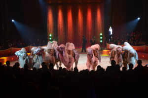 Zirkuspalast 2014